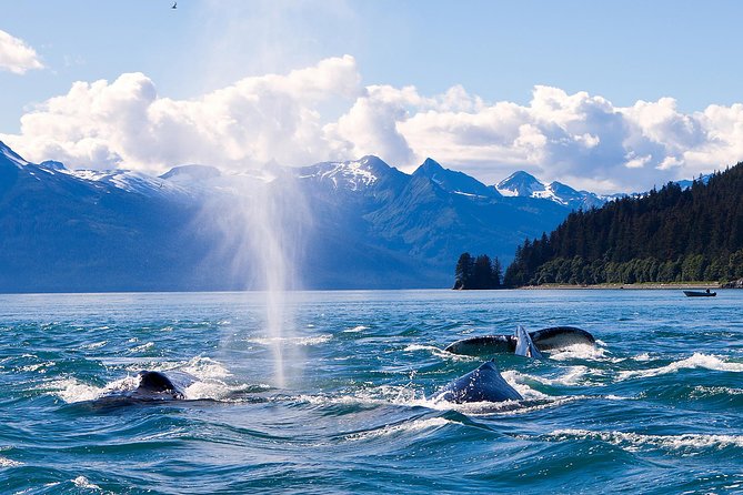Juneau Whale Watching Adventure - Getting to the water: the tram meeting point and the ride out