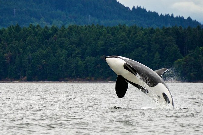 Juneau Whale Watching and Salmon Bake - Key things to know before you go