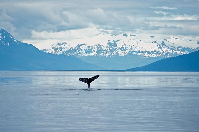 Juneau Wildlife Whale Watching - Cruise-day logistics that do not waste your time