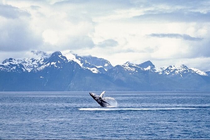 Juneau Wildlife Whale Watching - Mendenhall Glacier stop: a quick postcard, not a hike