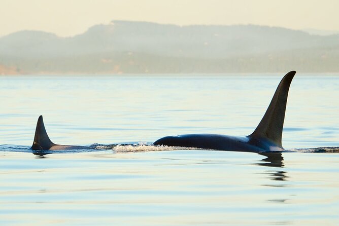 Juneau Wildlife Whale Watching & Mendenhall Glacier - From cruise terminal to glacier views fast