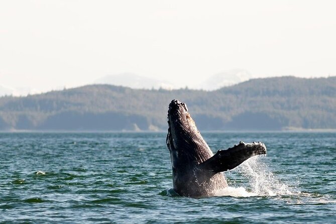 Juneau Wildlife Whale Watching & Mendenhall Glacier - Price and value: why $249 can be fair