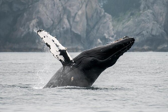 Juneau Wildlife Whale Watching - Heated cabins and outdoor decks: the real comfort math