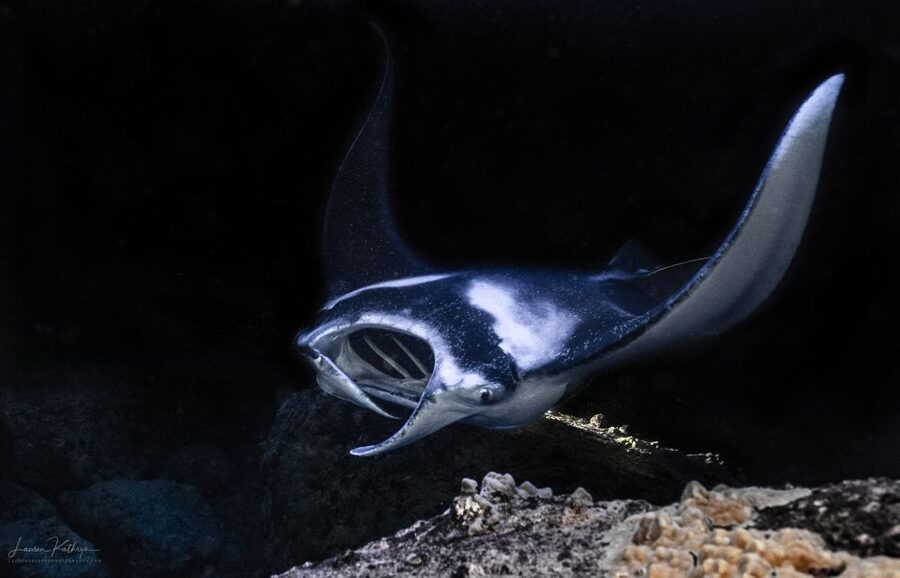 Kailua Kona: Manta Ray Night Snorkel Tour with Guide - Key highlights to know before you go