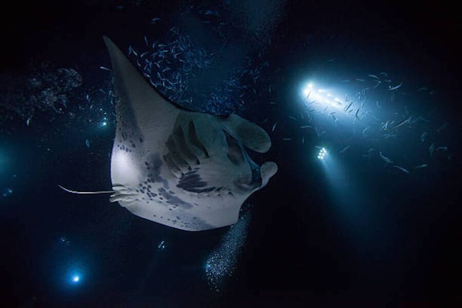 Kailua-Kona: Manta Ray Watching Nighttime Boat Trip - Nighttime Manta Rays Off Kailua-Kona: What to Expect in the Dark