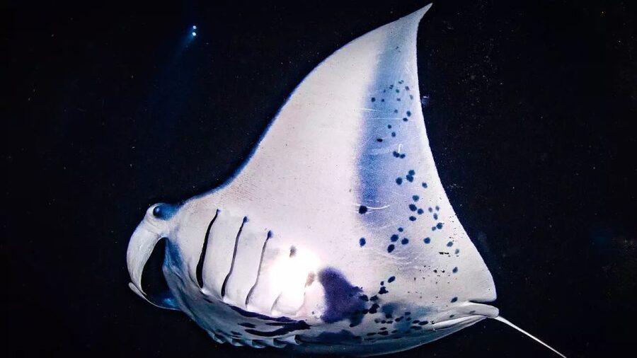Kailua-Kona: Manta Ray Watching Nighttime Boat Trip - Snorkeling Near Manta Rays: The Encounter Without the Guesswork