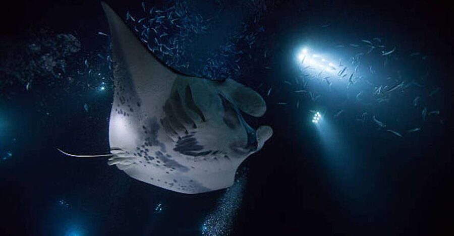 Kailua-Kona: Manta Ray Watching Nighttime Boat Trip - The Catamaran Ride: How the 2 Hours Actually Feels