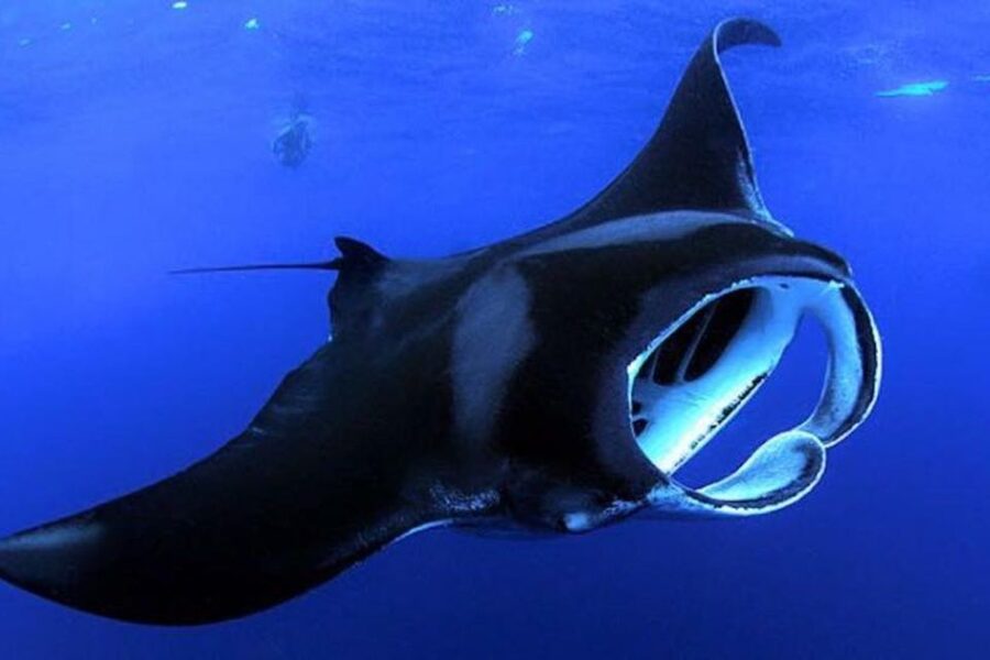 Kailua Kona: Night Manta Ray Adventure on the Big Island - Key things I’d bet on before you book