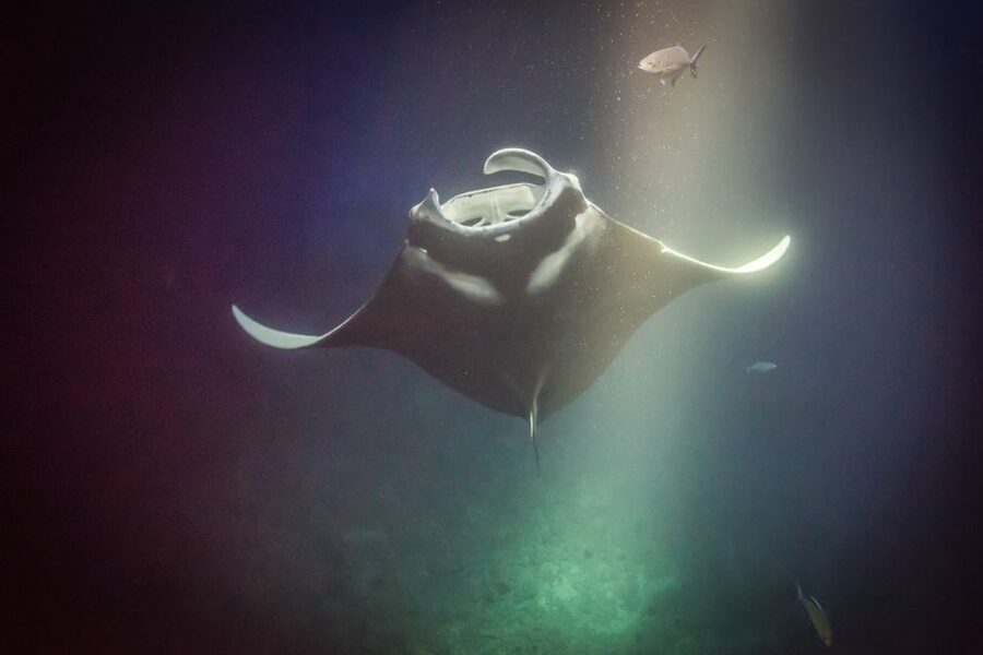 Kailua Kona: Night Manta Ray Adventure on the Big Island - Gear, wetsuit tops, and how to plan for photos