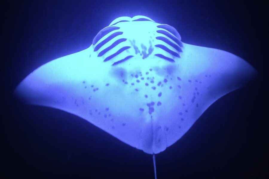 Kailua Kona: Night Manta Ray Adventure on the Big Island - Ride along option: what if you do not want to snorkel?