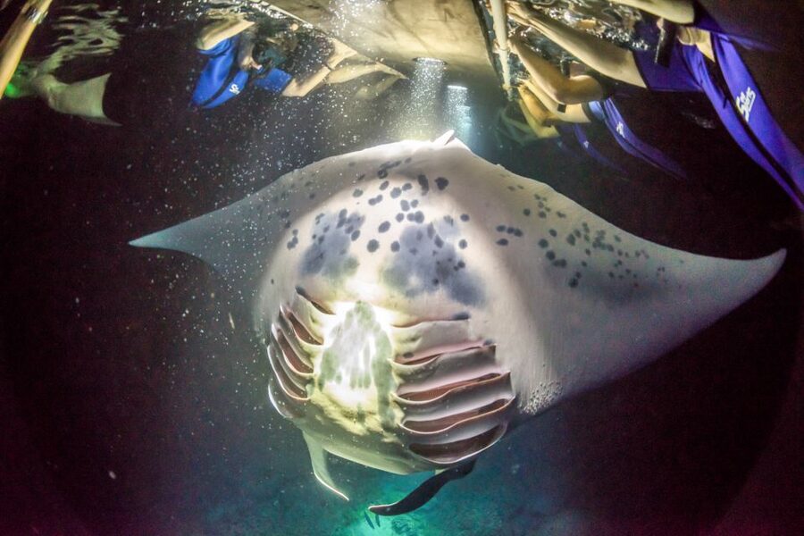 Kailua Kona: Night Manta Ray Adventure on the Big Island - Price and value: is $121 worth it?