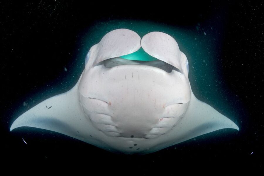 Kailua Kona: Night Manta Ray Adventure on the Big Island - What to bring (and what to avoid) so night stays fun