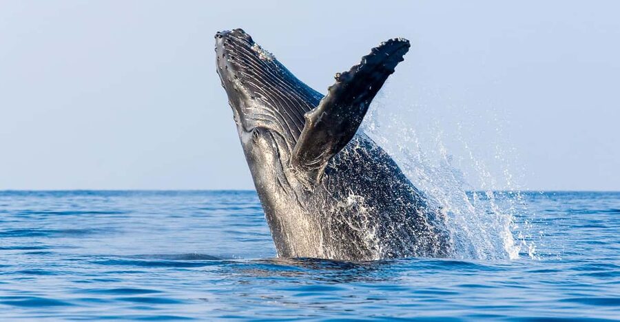 Kailua-Kona: Whale Watching Cruise on the Big Island - Why Kona Waters Bring Humpbacks With Real Purpose