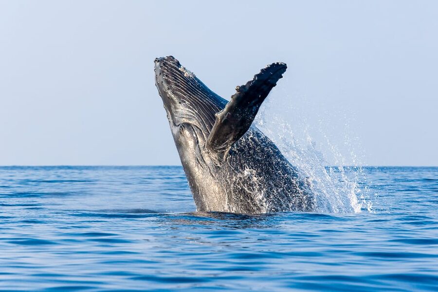 Kailua-Kona: Whale Watching Cruise on the Big Island - Honokohau Harbor Check-In, Parking, and What to Bring