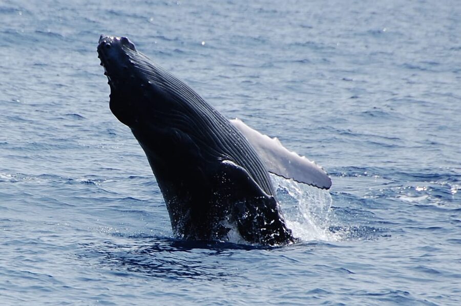 Kailua-Kona: Whale Watching Cruise on the Big Island - Hearing Humpback Singing Through Hydrophones
