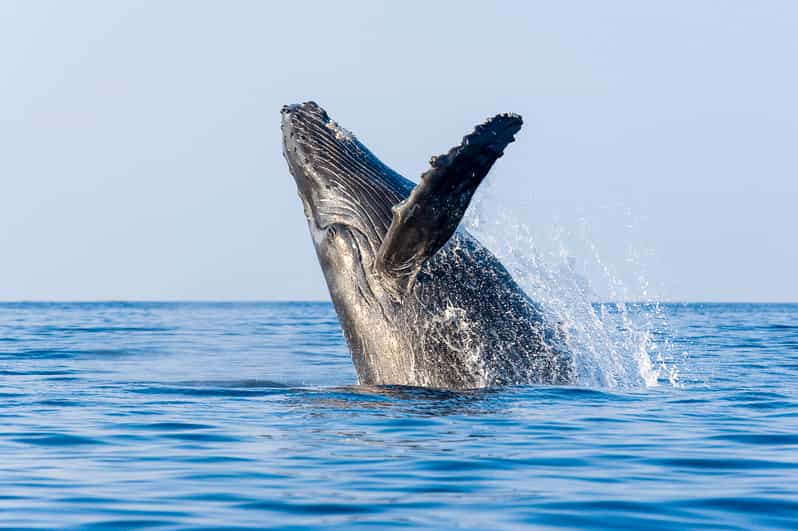 Kailua-Kona: Whale Watching Cruise on the Big Island - Mothers, Calves, and the Real Parenting Story at Sea