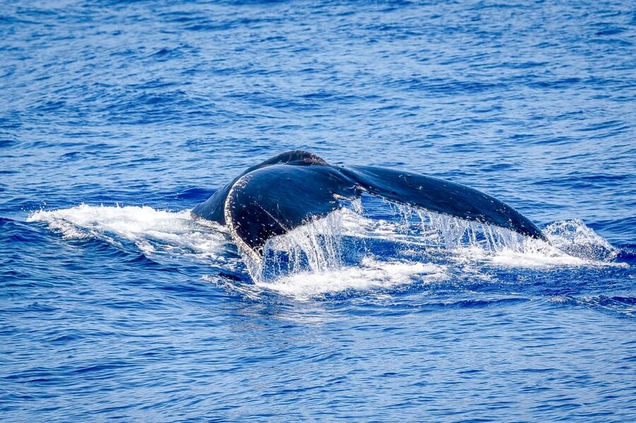 Kailua-Kona: Whale Watching Cruise on the Big Island - Snacks, Beverages, and Staying Comfortable