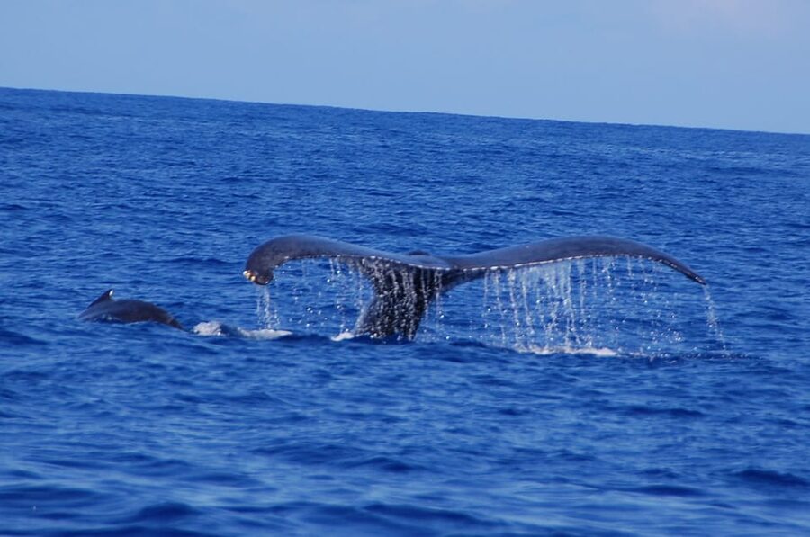 Kailua-Kona: Whale Watching Cruise on the Big Island - Crew Effort and Captain Work You Can Feel in the Positioning