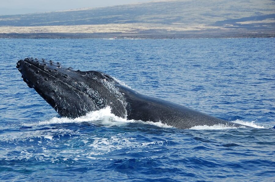 Kailua-Kona: Whale Watching Cruise on the Big Island - Who Should Skip This Cruise (and Who Will Enjoy It Most)