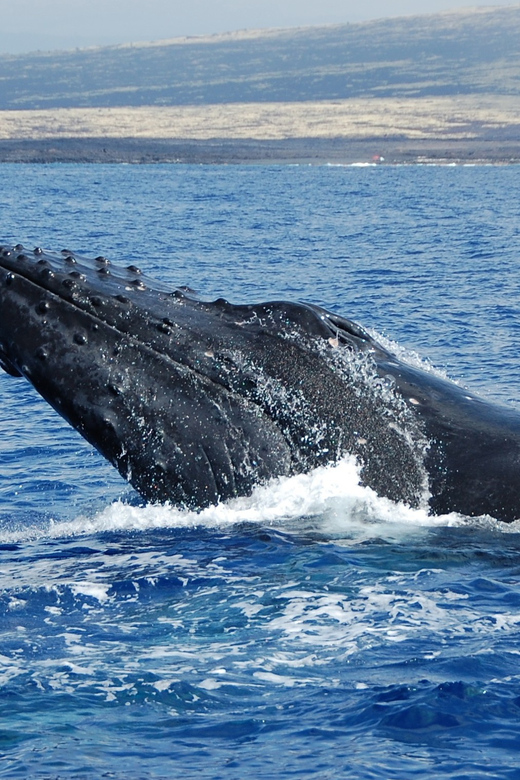 Kailua-Kona: Whale Watching Cruise on the Big Island - Making the Call: Should You Book Hang Loose in Kona?