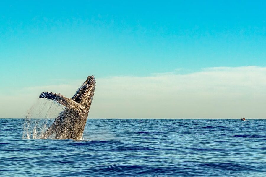 Kailua-Kona: Whale Watching Cruise on the Big Island - Onboard Rhythm for a 2.5-Hour Whale Cruise