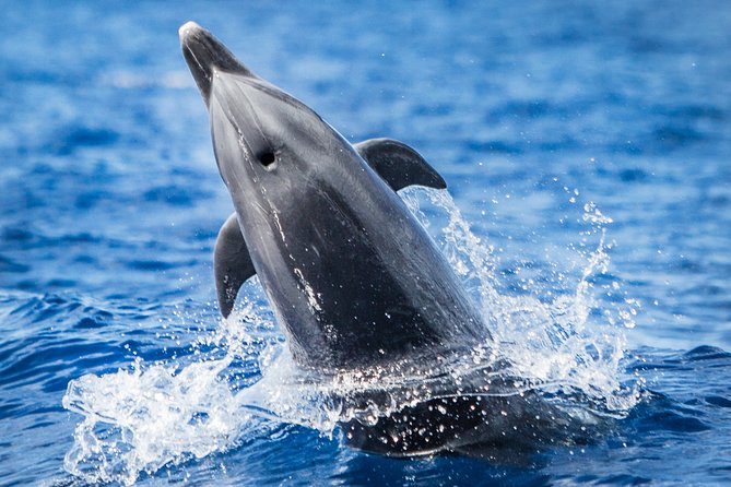Kaimana Ocean Safari - Key Highlights I’d Plan Around
