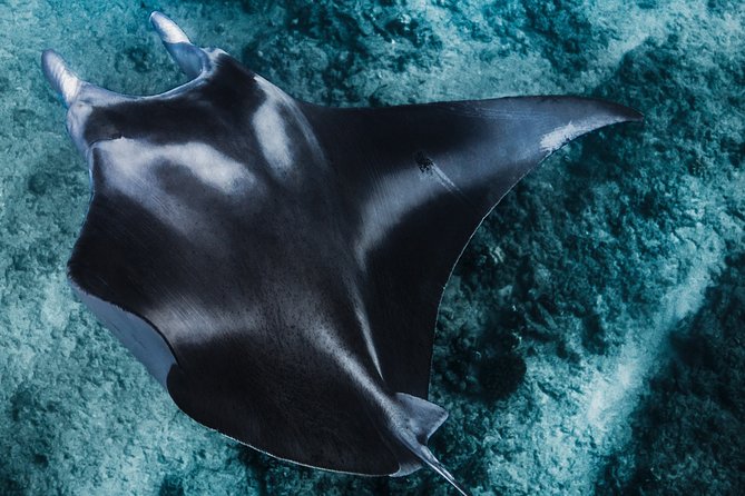 Kaimana Ocean Safari - Stop-by-Stop: How Snorkel Time Gets Planned on the Fly