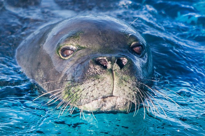 Kaimana Ocean Safari - The Ladder, the Water, and Your Comfort Checklist