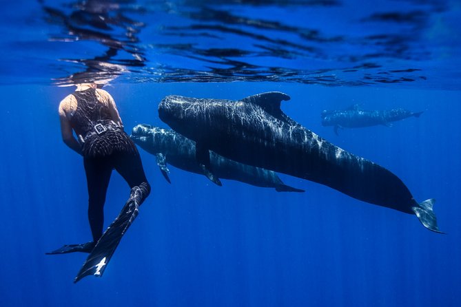 Kaimana Ocean Safari - Gear and Sun Care: What to Bring for a Better Snorkel Day