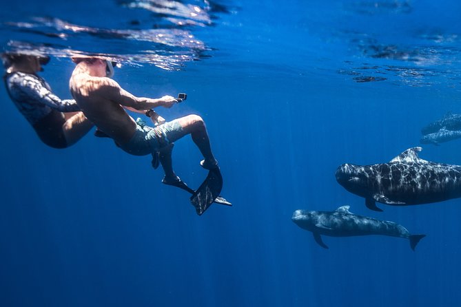 Kaimana Ocean Safari - Guides, Wildlife Etiquette, and the Human Touch