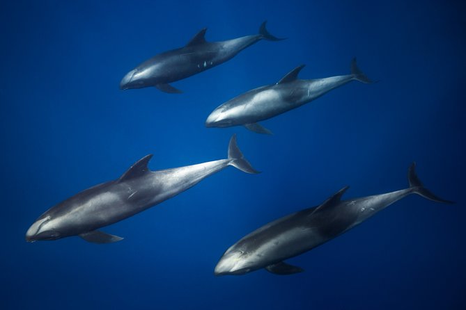 Kaimana Ocean Safari - Price and Value: Is $200 Worth It?