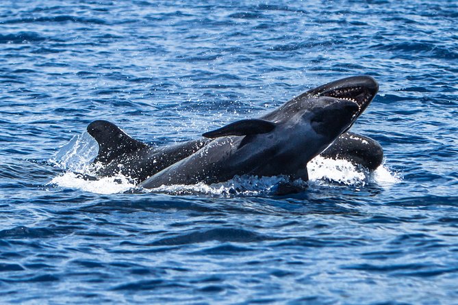 Kaimana Ocean Safari - Who Should Book This, and Who Might Be Unhappy