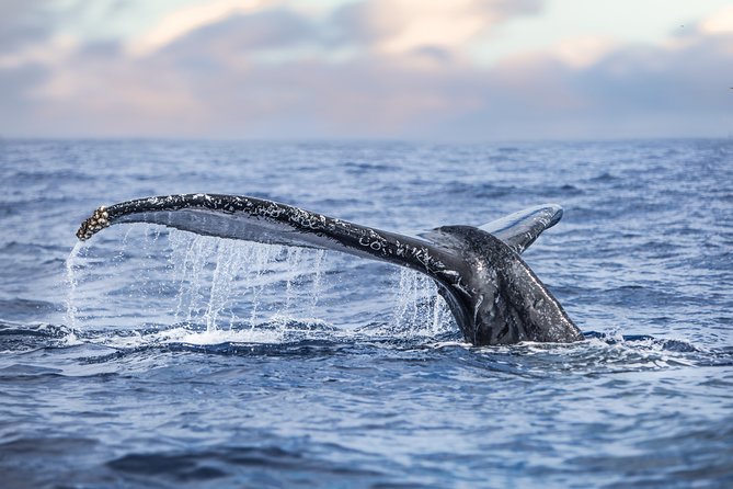 Kaimana Ocean Safari - What You Might See, and Why It’s Wildly Worth the Gamble