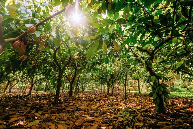 Kauai Chocolate Farm Tasting Tour - The tasting lineup: macadamia nuts, farm fruit, and dark chocolate