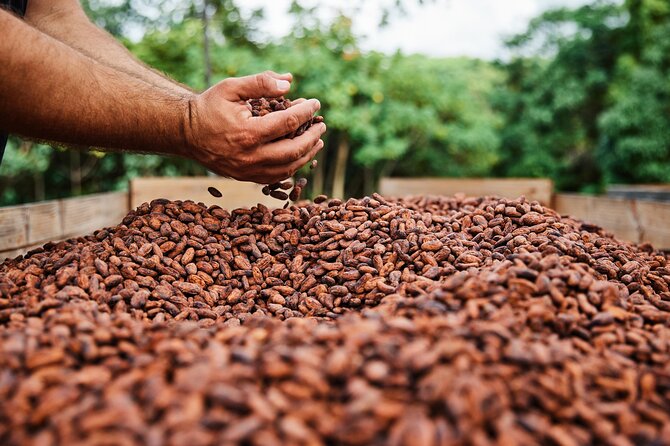 Kauai Chocolate Farm Tasting Tour - Price and value: is $145 worth it?