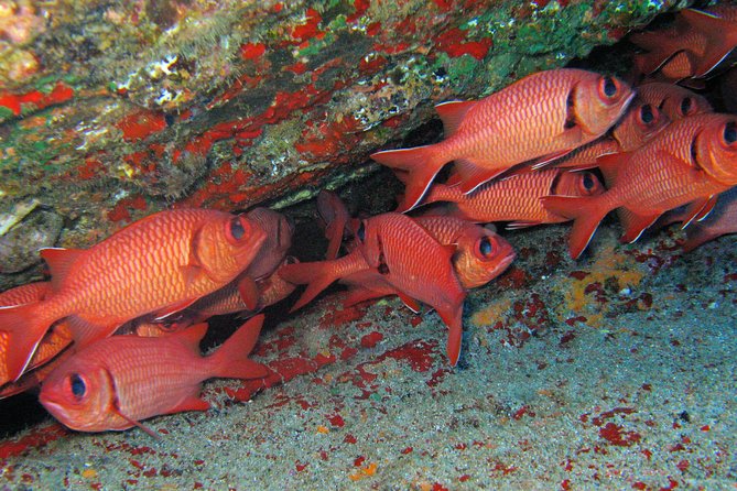 Kauai’s Ultimate Guided Shore Snorkel in South Poipu - Poipu Beach Stop: What Happens During Your Up to One Hour in the Water