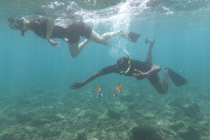 Kauai’s Ultimate Guided Shore Snorkel in South Poipu - Wildlife Etiquette: The 50 Feet Rule You Need to Follow