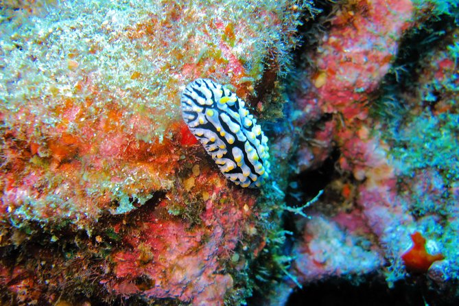 Kauai’s Ultimate Guided Shore Snorkel in South Poipu - Small Group Service: Attention You Feel, Not Just Talk About