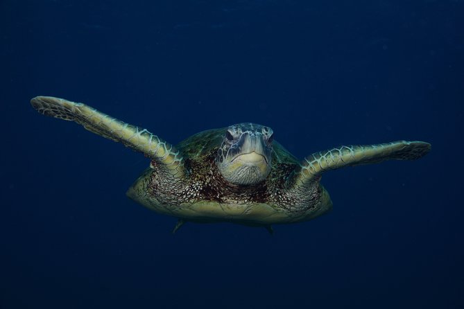 Kauai’s Ultimate Guided Shore Snorkel in South Poipu - Snacks, Bottled Water, and the Tone Between Swims