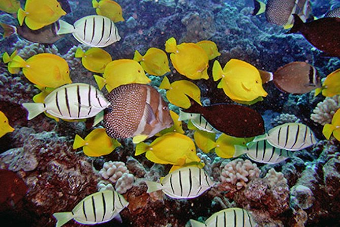 Kauai’s Ultimate Guided Shore Snorkel in South Poipu - Who This Tour Works Best For, and Who Should Skip It