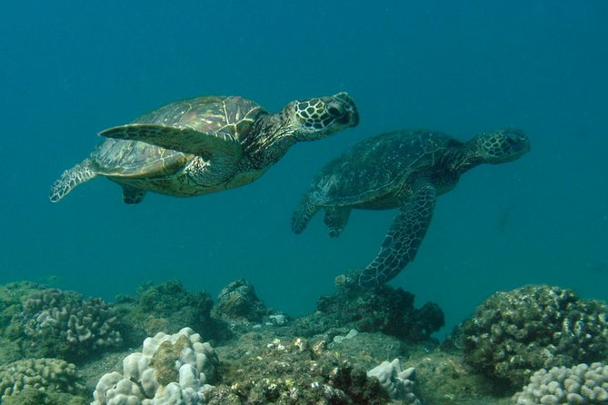 Kauai's Ultimate South Island Zodiac Boat Snorkel Adventure - What you’re really paying for: $161.43 value check