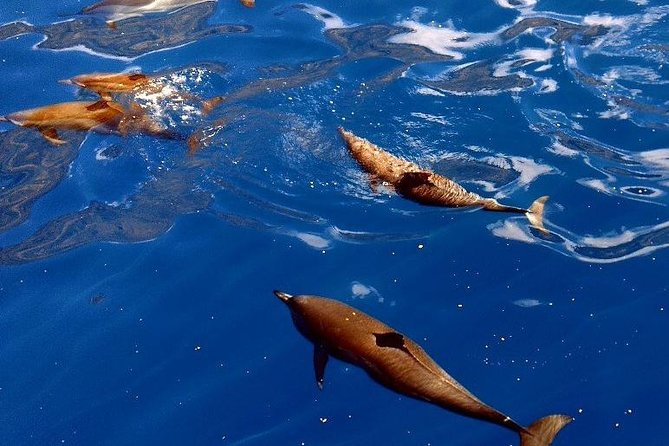 Kealakekua Bay (Captain Cook Monument) Snorkel and Sail Adventure - The snorkeling experience: what to look for underwater