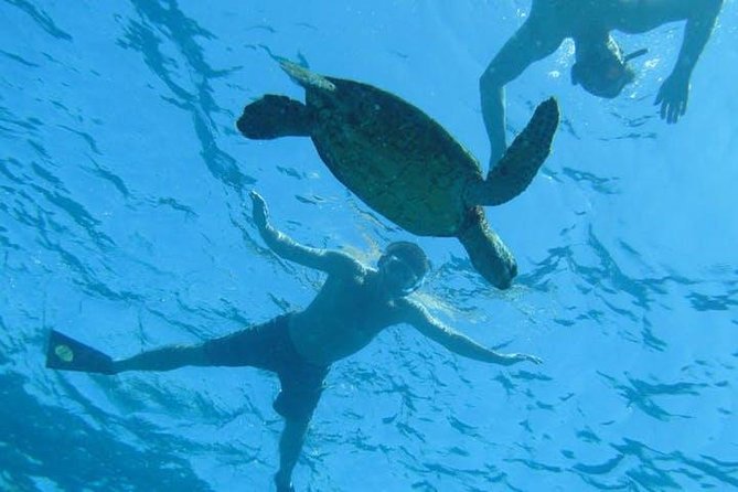 Kealakekua Bay Captain Cook Snorkel Exclusive - The 3-hour flow on Kona’s coast, what to expect