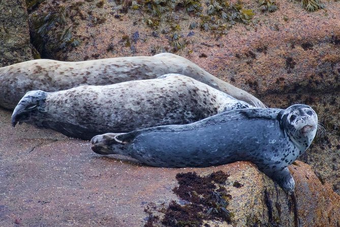 Kenai Fjords and Resurrection Bay Half-Day Wildlife Cruise - Value and price: is $165.93 worth it for 4 hours?