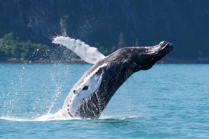 Kenai Fjords and Resurrection Bay Half-Day Wildlife Cruise - Who this cruise suits best, and who might want a different plan