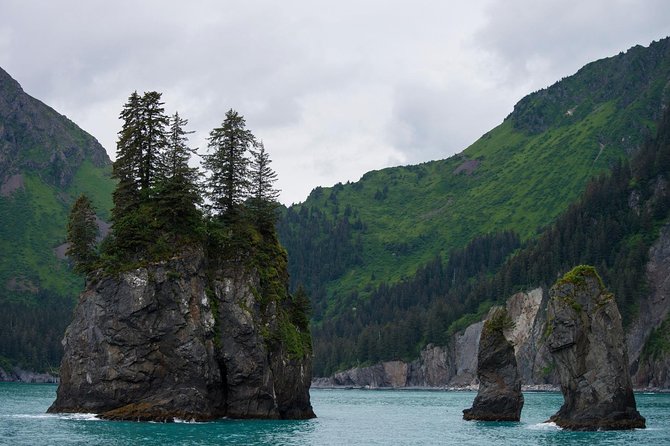 Kenai Fjords and Resurrection Bay Half-Day Wildlife Cruise - Resurrection Bay wildlife spotting: what you should actually watch for