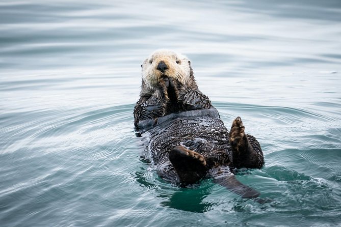 Kenai Fjords National Park Glacier & Wildlife Cruise - Key highlights worth marking on your map