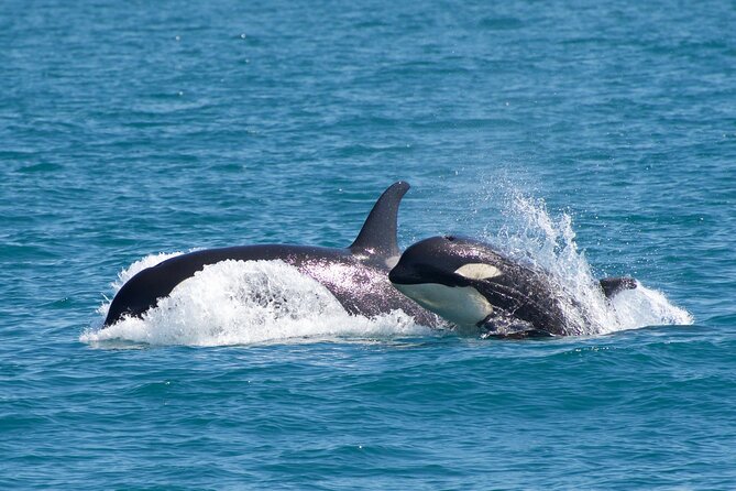 Kenai Fjords National Park Glacier & Wildlife Cruise - Motion sickness and cold weather: the two real enemies