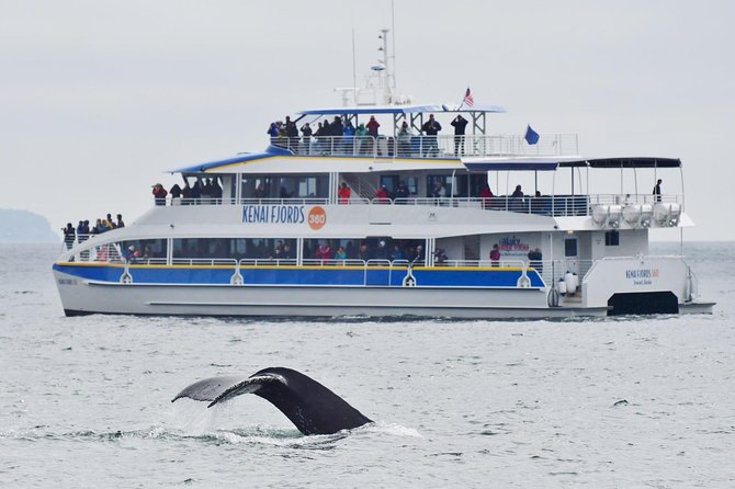 Kenai Fjords National Park Glacier & Wildlife Cruise - Chiswell Islands or Cape Resurrection: seabirds in full theater mode