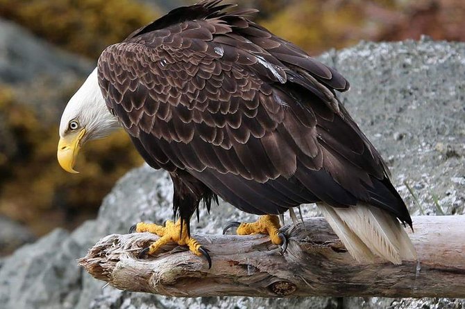 Ketchikan All In One - Price and value: why $94 makes sense here